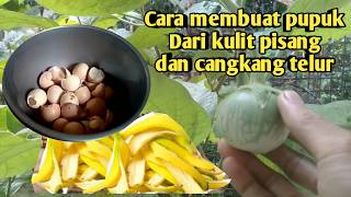 Pupuk yang mengandung kalsiumcara membuat pupuk dari kulit pisang dan cangkang telur [upl. by Clark]