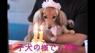 【祝11歳】誕生日プレゼントを選り好みする愛犬【カニンヘンダックスえびすの日常】 [upl. by Lalla969]