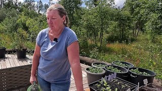 Disappointment in the Garden  Seedling Update  Gardening in Portugal [upl. by Sirad]