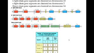 Immunogenetics part 3 [upl. by Tersina]