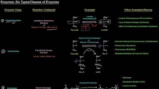 Enzymes Six Types  Classes of Enzymes free sample [upl. by Odraccir]