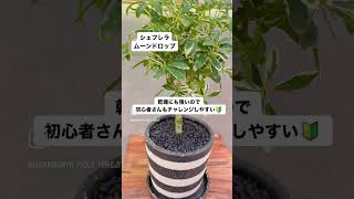 【観葉植物】日陰でも育つ植物shorts 観葉植物 インテリアグリーン [upl. by Aisats]