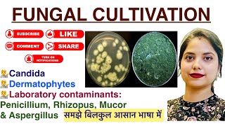 Fungal cultivation in Hindi  Candida  Dermatophytes  Pencillium  lab findings  Mycology  MLT [upl. by Cattima617]