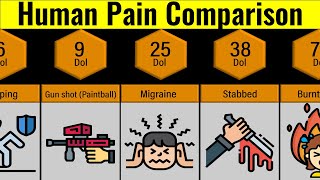 Comparison Human Pain [upl. by Pik]