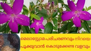 മെലാസ്റ്റോമ  how to grow and care Melastoma plant in Malayalam [upl. by Peyton]