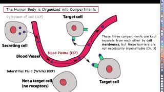 Human Physiology  Ch 1 Part 3  Compartmentalization in the Human Body [upl. by Irot794]