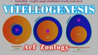 Vitellogenesis  Type of Eggs 🥚 bsc Zoology  Zoology Classes  MSc Zoology  UPSC ZOOLOGY  Bsc [upl. by Bumgardner]