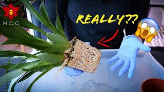 How I repot EXTREME pot bound Orchids 😬 Worst Orchids to repot [upl. by Alodee596]