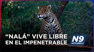 “NALÁ” VIVE LIBRE EN EL IMPENETRABLE  NOTICIERO 9 [upl. by Etteinotna475]