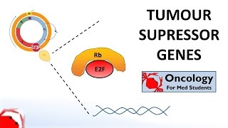 Cell Cycle amp Regulation Mitosis Cyclins RB P53 amp Tumor Suppressors USMLE Esssentials [upl. by Dario]