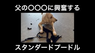 父の〇〇〇に興奮するスタンダードプードル🐩 [upl. by Hesky]