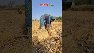 खेती किशनी छत्तीसगढ़ धान बंधाई बिना रस्सी के ।। cg virail video kheti kishni [upl. by Boycie]