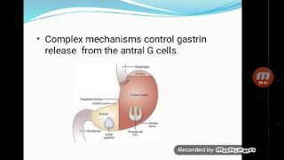 Gastrin amp Somatostatin [upl. by Anihpesoj]