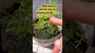 Te gusta la manzanilla plantas hack tips manzanilla shorts [upl. by Dev]