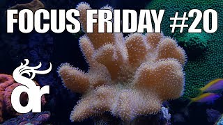 FF20  Keeping Soft Leather Corals in your Reef Tank [upl. by Noved]