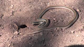 Snake Peeks 10 Dig it Western Patchnosed Snake Going After a Rodent [upl. by Zrike83]