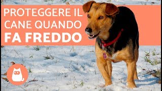 Proteggere il cane dal freddo 🐶❄️ Consigli e precauzioni [upl. by Aldos]