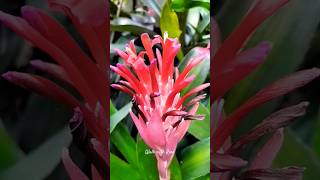 Stunning Bloom flower bromeliad plants [upl. by Nileuqay]