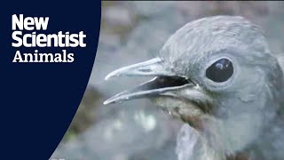 Lyrebird mimics construction sounds [upl. by Yeldarb657]