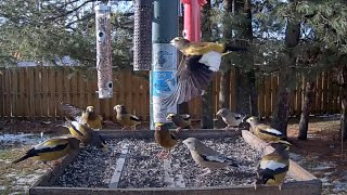 An Evening Grosbeak Flurry At The Ontario FeederWatch Cam – Nov 13 2024 [upl. by Aroel]