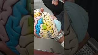 ।।Brain Model।।Bangla Demonstration।। [upl. by Nekciv790]