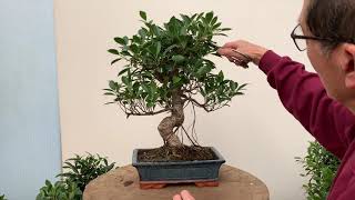 Ficus Bonsai Care and Pruning [upl. by Lefkowitz340]