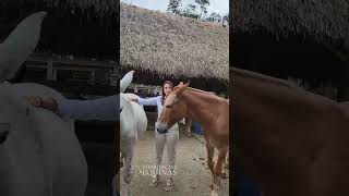 Y tú que esperas para rodearte de caballos Salud mental equina Sofia Lara Herencia Equina [upl. by Sephira689]