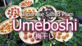 How To Make Umeboshi Japanese Pickled Plum  Salted and Shiso [upl. by Aneled]