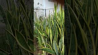 Sansevieria Trifasciatasnake plant indoor plant survive with little water and sunF Asparagaceae [upl. by Aicatsana]