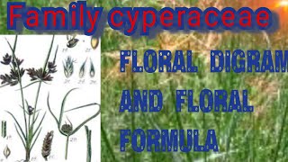 BSc 2year botany cyperaceae family vegetative character and Economic importance [upl. by Yajiv]