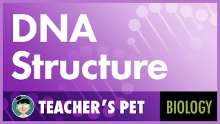 DNA Structure [upl. by Waugh]