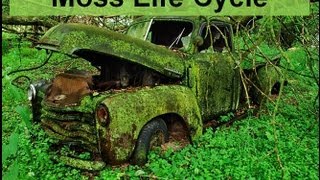 Moss Life Cycle honors notes [upl. by Maidie]