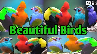 Birds Chirp  Most Beautiful Tropical Birds  Amazing Birds  Stress Relief  Healing Nature Sounds [upl. by Ssegrub205]