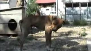 SIRMIUM KENNEL YARD TOUR 2007 [upl. by Shamus957]