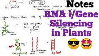 RNA interference  Gene silencing in plants plantbiotechnology notes🤩 biotechnology [upl. by Cower164]