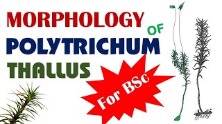 Polytrichum Morphological study of vegetative structure  Bryophytes [upl. by Ravel]