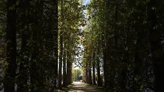 Path in the Garden of Versailles [upl. by Nyrat]