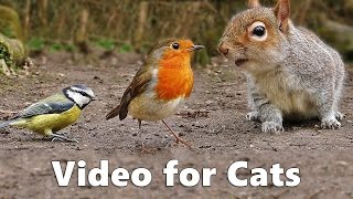 Birds for Cats to Watch  Squirrels and Birds Cat Games Extravaganza Videos [upl. by Jacobsohn720]