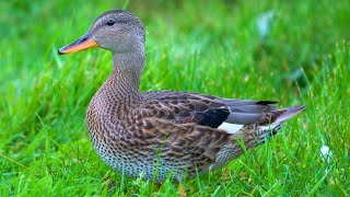 Gadwall Duck Ducklings Running Around and Foraging 4K [upl. by Dovev866]