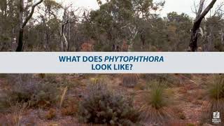 What does Phytophthora look like [upl. by Horodko]