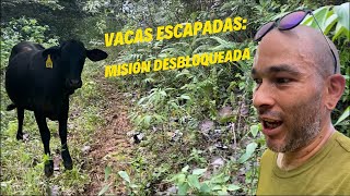 Buscando Vacas Ariscas en Montes de Puerto Rico  ¡Lluvia Fuerte nos Obliga a Abortar Mision [upl. by Aldarcie]