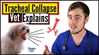 Tracheal Collapse In Dogs  How To Know If Your Dog Has A Collapsed Trachea  Dogtor Pete [upl. by Ydennek469]