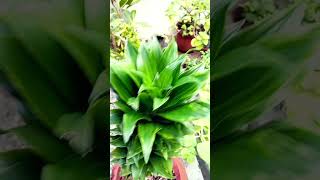 Beautyful Plants botanicalbliss gardenplants botanicalmagic flowers flowers gardeningflowers [upl. by Airrehs]