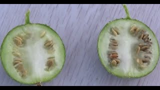 الحنظل او الدحق البري Citrullus colocynthis [upl. by Slaby647]