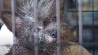 More Than 100 Animals Rescued from Arkansas Puppy Mill [upl. by Schindler]