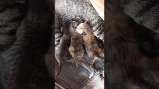 animaladventures kitten cuteanimals felinefascination cutepets animalantics cute felinewonde [upl. by Aicilaana]