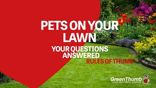 How to look after your lawn when you have pets [upl. by Thorvald]