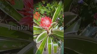 bromeliads variegated plants flowers  thinkal tips  you tube short  short viral [upl. by Ondrea]