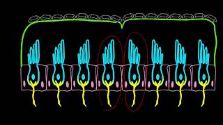 Utricle and saccule Physiology Balance [upl. by Ahtikal]