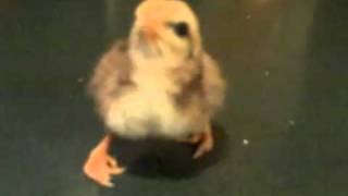 Correcting Foot Deformity in Day Old Chick [upl. by Pacificia]